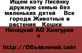 Ищем коту Лисёнку дружную семью без маленьких детей  - Все города Животные и растения » Кошки   . Ненецкий АО,Хонгурей п.